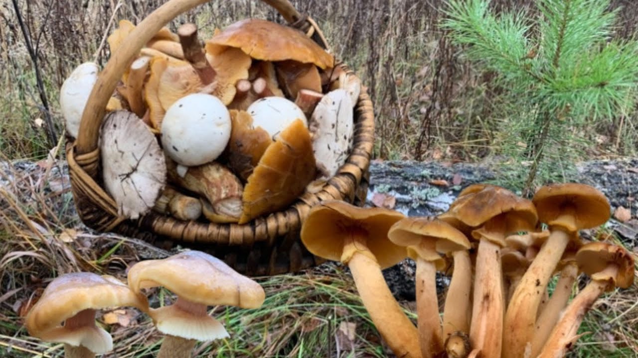 ГРИБИ перед Зимою❄️ОПЕНЬКИ у кінці листопада🍁Збір грибів