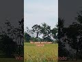 Wis gagal maning
