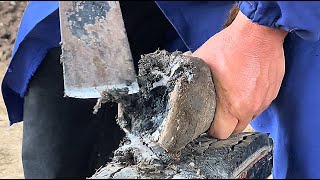清理毛驴脚内脏物！母驴脚疼15年疼痛难忍，蹄内腐烂发黑恶臭！师傅抠干掏净救它一命【河北小辉姐】