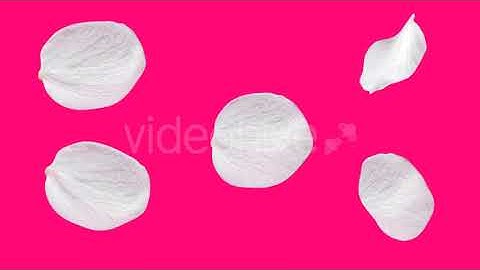 Rotation Cherry Petals | Motion Graphics - Envato elements