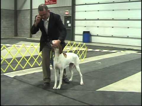 Video: Bakom Kulisserna Med Rösten Från National Dog Show