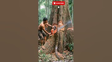 Snake Found While Sawing Giant Tree #treecutting #chainsaw #woodworking #shortsvideos