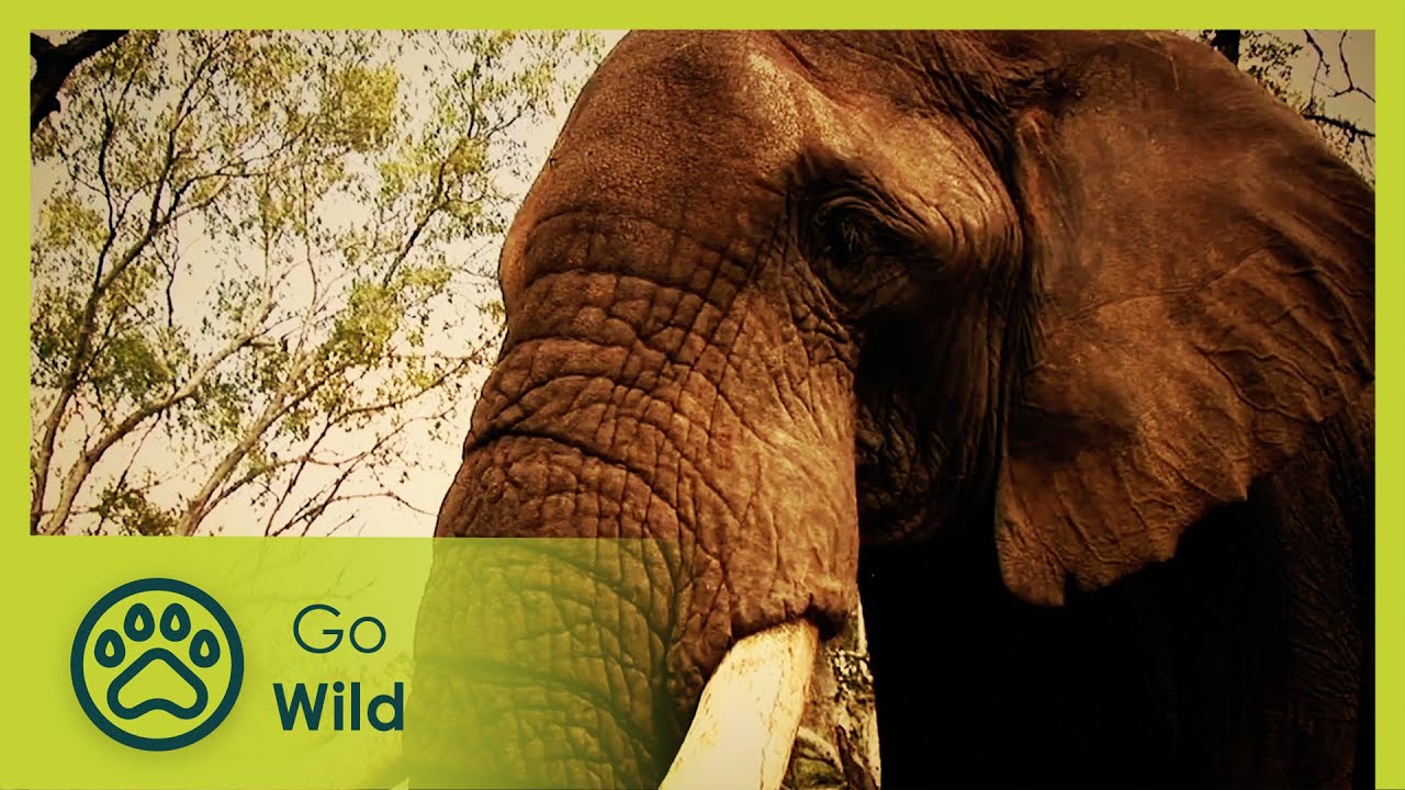 African Herbivores - Animal Society 1/13 - Go Wild