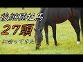 27頭のディープインパクト後継種牡馬に会ってきた!