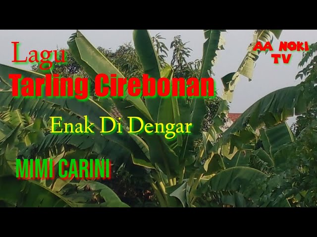 lagu tarling cirebonan//menikmati semilirnya angin /enak di dengar Mimi Carini class=