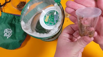 Transferring Your Caterpillar