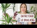 Comment cultiver le dracna ou dragonnier 