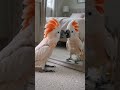 My Cockatiel's daily missionCockatiel #FunnyBird #PetBird #FunnyPets #BirdLover #Shorts #ViralShorts