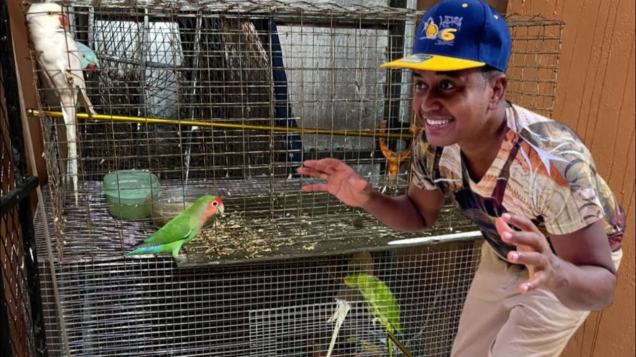 Tratando De Atrapar Esta Belleza De Ave Agapornis 🤫🙏🥰