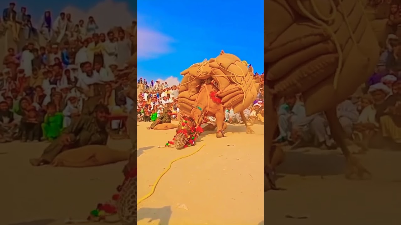 CAMEL NE RECORD bna Diya, Camel make record by lifting heavy weight camel 🐪 challenge 