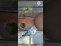 🐦 Cute Budgies Playing Together 💚 | Adorable Pet Birds #Shorts #Budgies