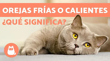 ¿A los gatos les gustan los baños fríos o calientes?