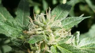 Canna Cabana September 16th