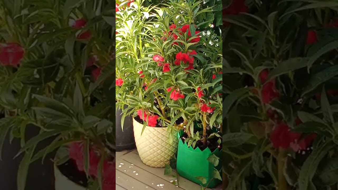 MAŞALLAHINIZI alırım kına çiceklerim 🧿🧿