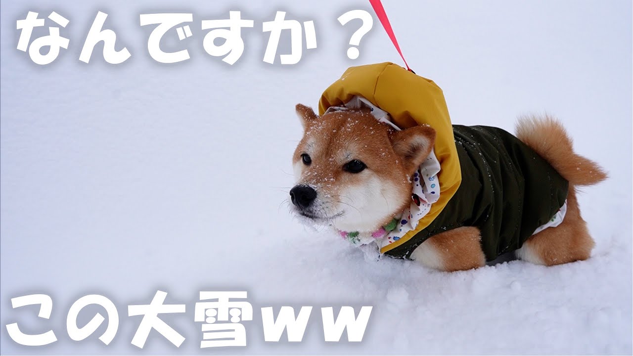 大寒波による大雪、死ぬ気で散歩する柴犬おと。 - YouTube