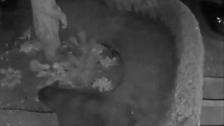Our Late Night Visitor is Back! (The Dogs Don't Like It One Bit)