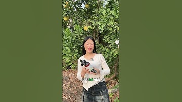 Combo dầu gội xả thảo dược Minh Thông ngăn ngừa rụng tóc, mọc tóc nhanh #shorts  #shortvideo  #short