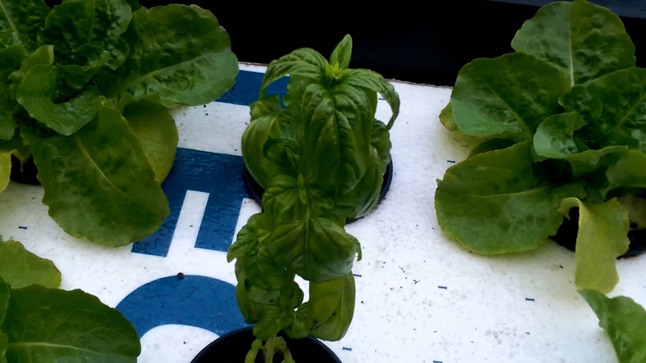 Aquaponics Garden - Plants flowering and producing 