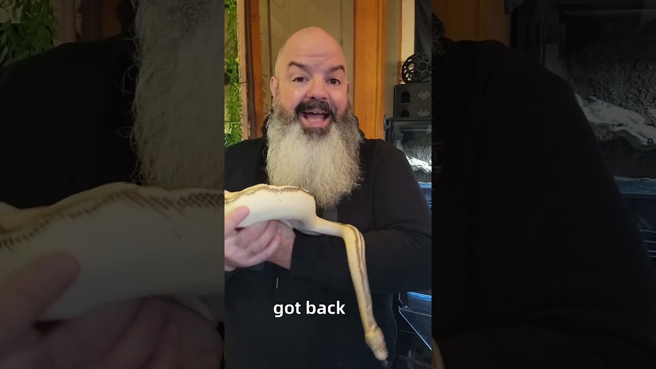How Smart Are Ball Pythons Here S A Good Example Of What Their Brains Can Do Snakebehavior