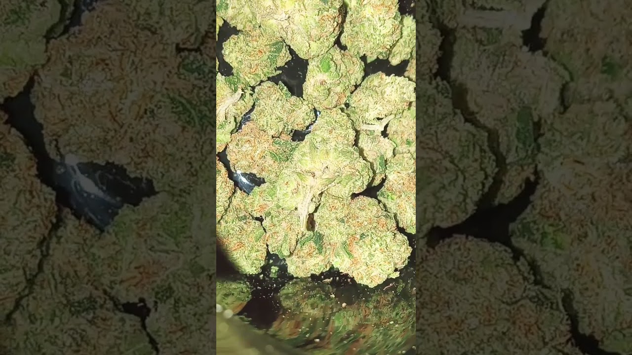 New strain review by Nursery Sour juice 🧃 taste and smells like juicy drop pop candy push pop 🍬