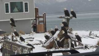 Bald Eagles in Homer, Alaska