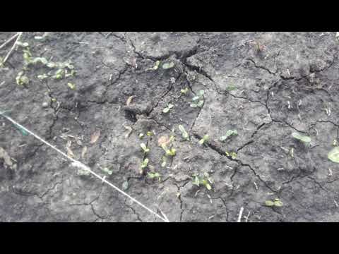 Video: Cum să plantezi butași de salcâm: sfaturi pentru înmulțirea butașilor de salcâm