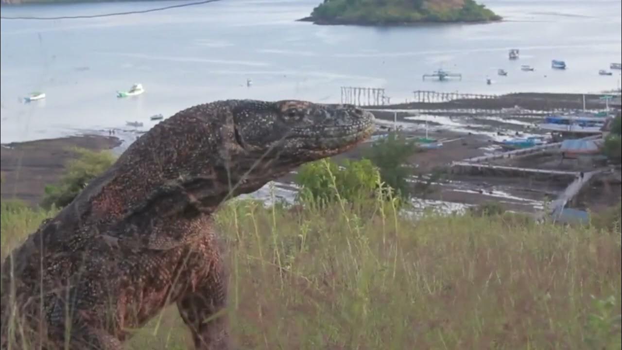 Komodo dragon predation コモドドラゴン捕食 科莫多巨蜥捕食 - YouTube