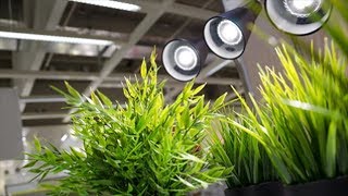 Какое освещение на самом деле нужно комнатным растениям?