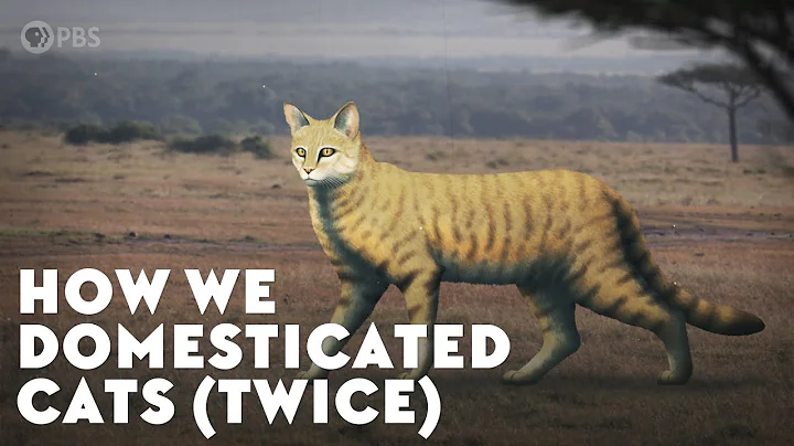 How We Domesticated Cats (Twice) - DayDayNews