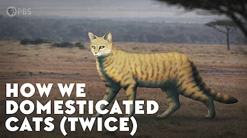 How were cats created?