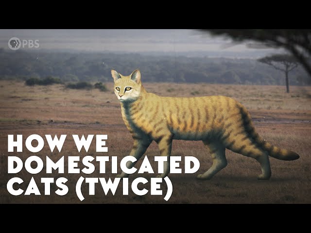 How We Domesticated Cats (Twice) - Youtube