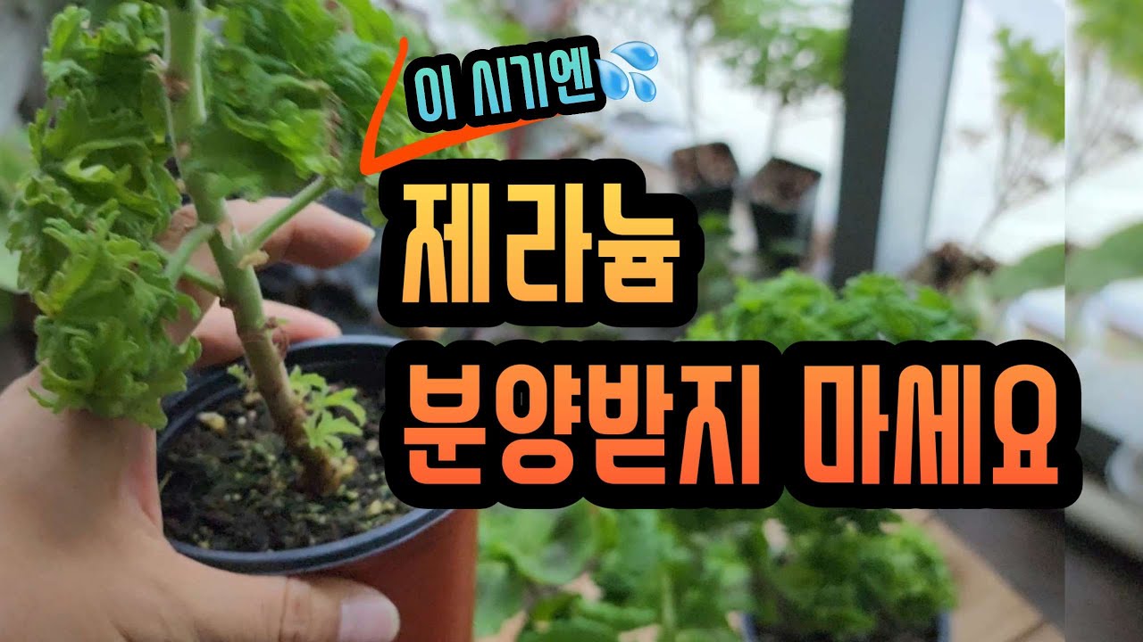 [4K] 지금은 제라늄 분양받지 마세요... 방법이 아주 없진 않지만요 #제라늄 #pelargonium