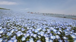 大空と花畑「一体」  ひたち海浜公園のネモフィラ