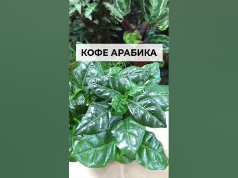 Кофе Арабика в горшке - YouTube