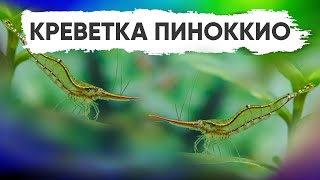 Красноносая креветка Пиноккио