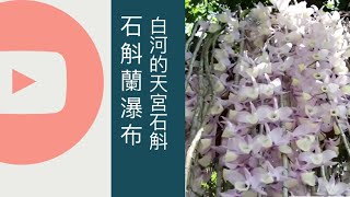 2019 石斛蘭瀑布石斛蘭大開｜ 天宮石斛蘭瀑瀑｜ 日本大天宮 ...