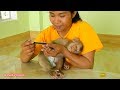 Awesome Monkey!! Adorable Monkey Kako Sleep For Mom Cleaning His Nails