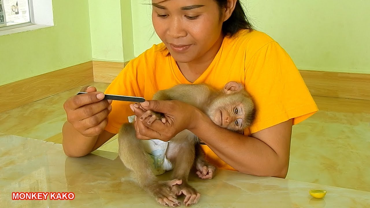 Awesome Monkey!! Adorable Monkey Kako Sleep For Mom Cleaning His Nails