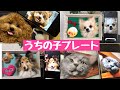 わたわたペットのうちの子プレート【心込めて届けたプレゼント作品集】