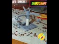 Scaredy cat