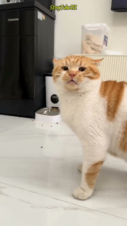 Cat - I don't want to be touched