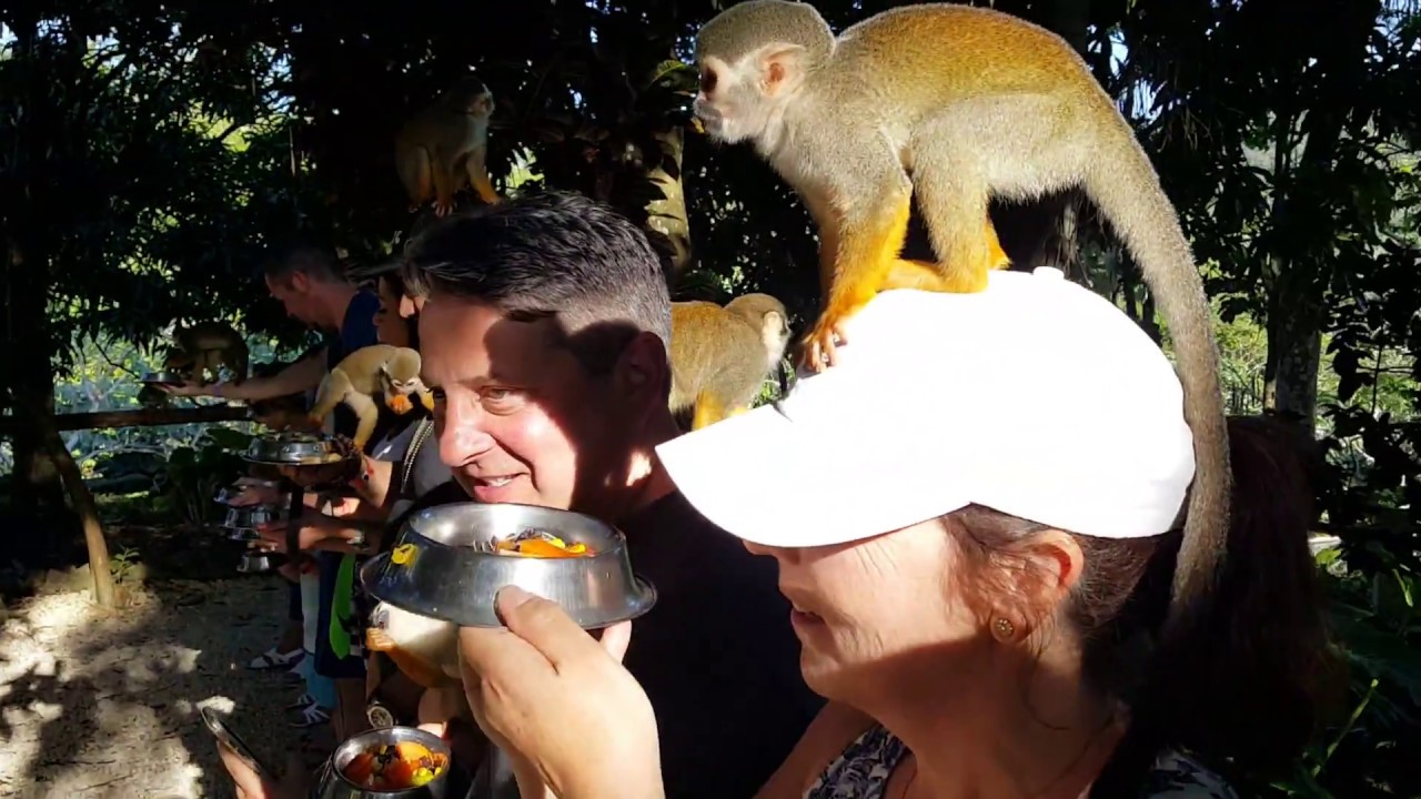 dominican republic monkey excursion