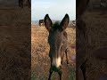 البغل الصغير ببني سيدال الجبل البغل الصغير ببني سيدال الجبل