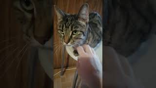 Пришла к сыну в гости и обалдела кто меня встретил)))#смешно #подпишись#cat