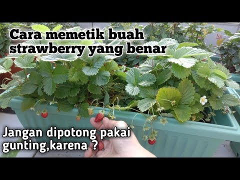 Video: Cara Mengikat Strawberi