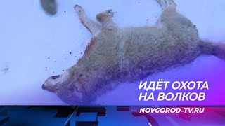 В Новгородской области идет охота на волков