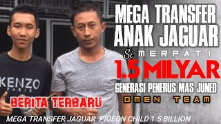 MEGA TRANSFER ANAK JAGUAR SI MERPATI (1.5 M)//MERPATI KOLONG//OMEN TEAM BEKASI
