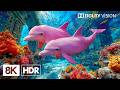 Peaceful Under Ocean Creatures In 8K HDR Dolby Vision 