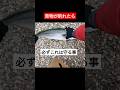 ショアブリはとくにこれに気をつけて#釣果 #釣り #fishing