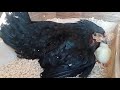 Nuevo pollito Leghorn y Auracano